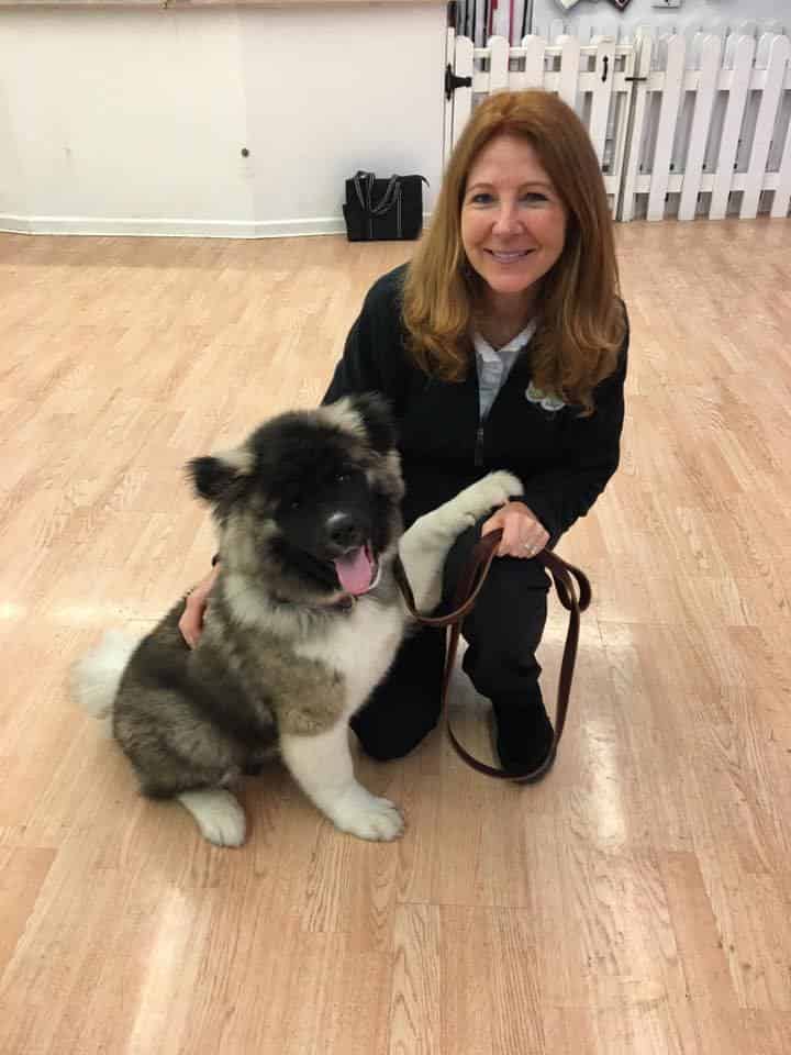 Meet Trainer Judy _ Dog Training Now Dog Training Now