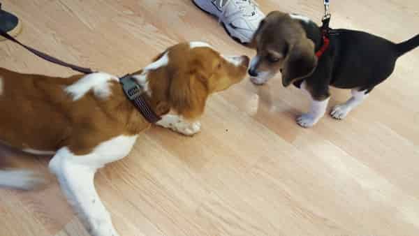 Junie Goes to Preschool _ Dog Training Now