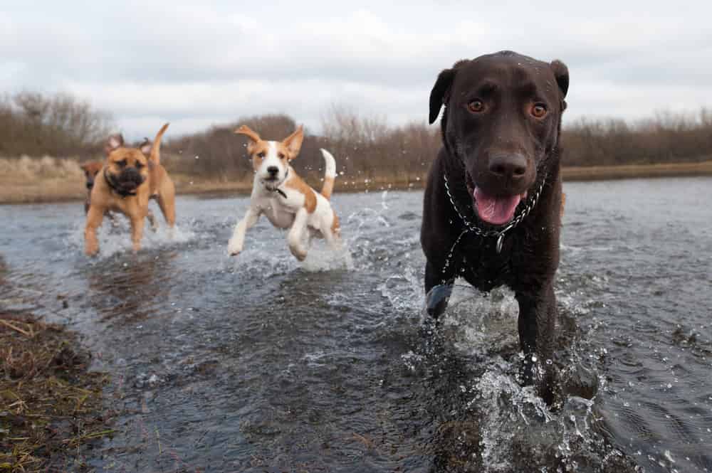 Where to Go to Get Your Dog in the Water _ Dog Training Now