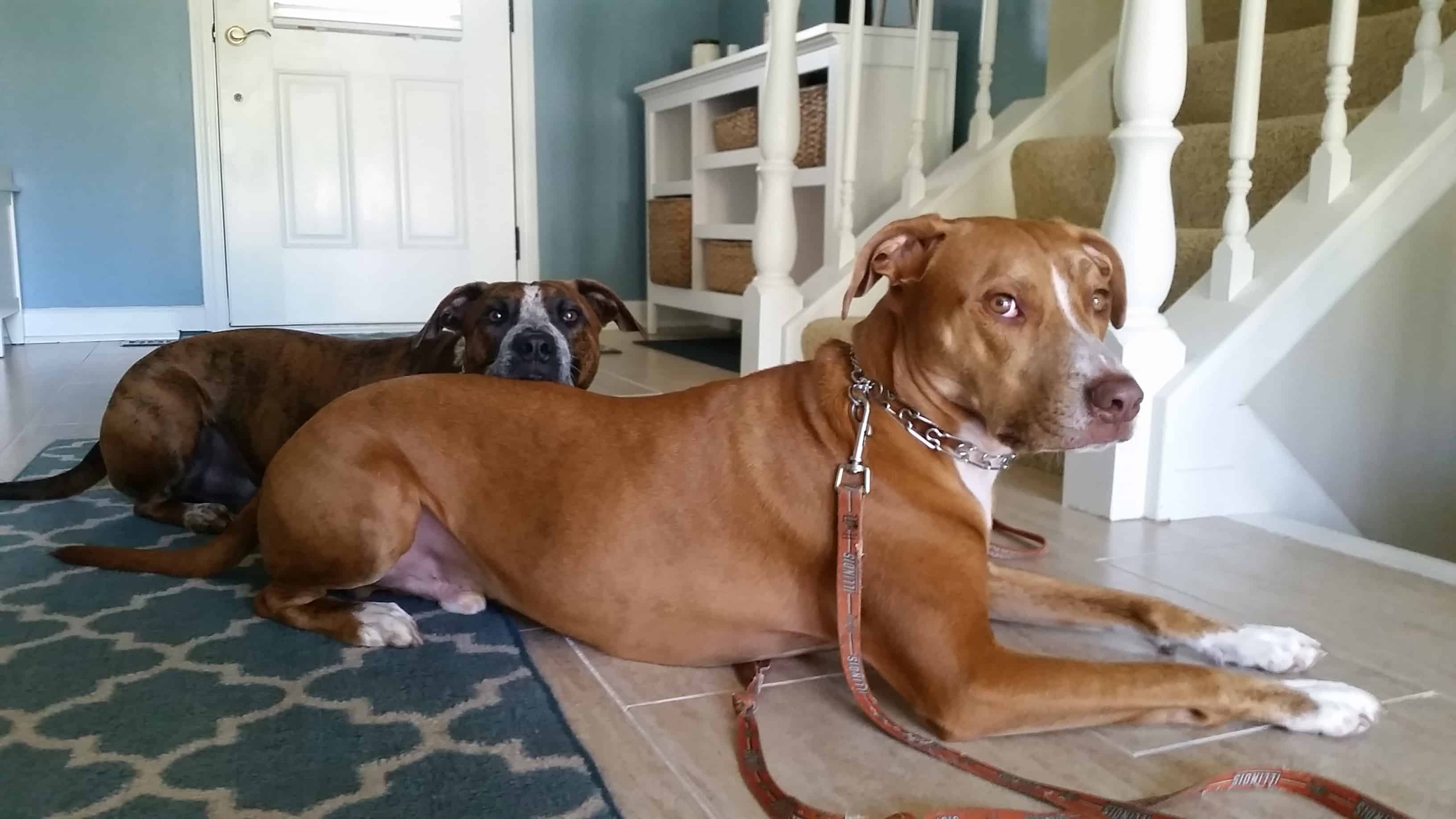 Success Story of the Month Peyton and Eli _ Dog Training Now Dog