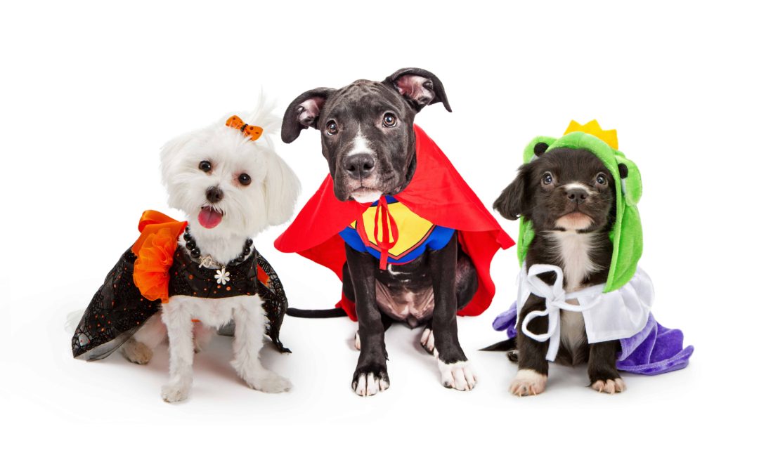 Halloween Safety for Your Dog
