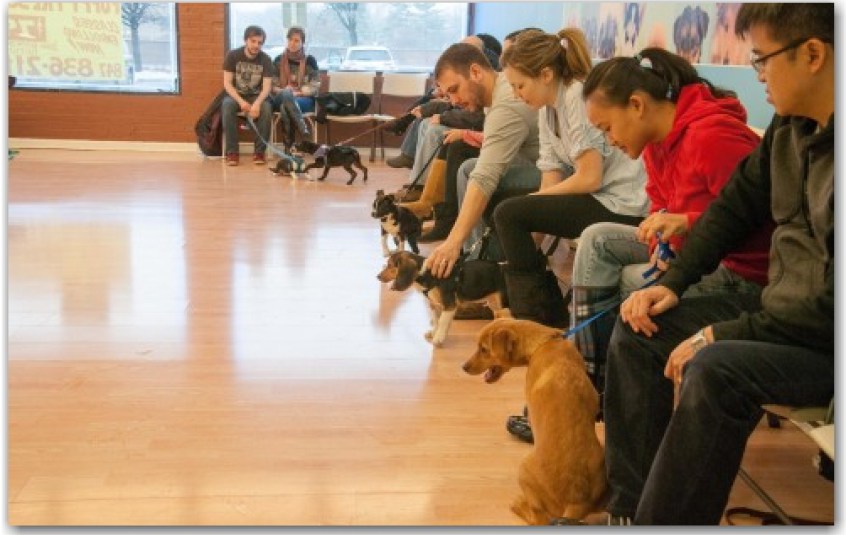 Puppy School _ Dog Training Now