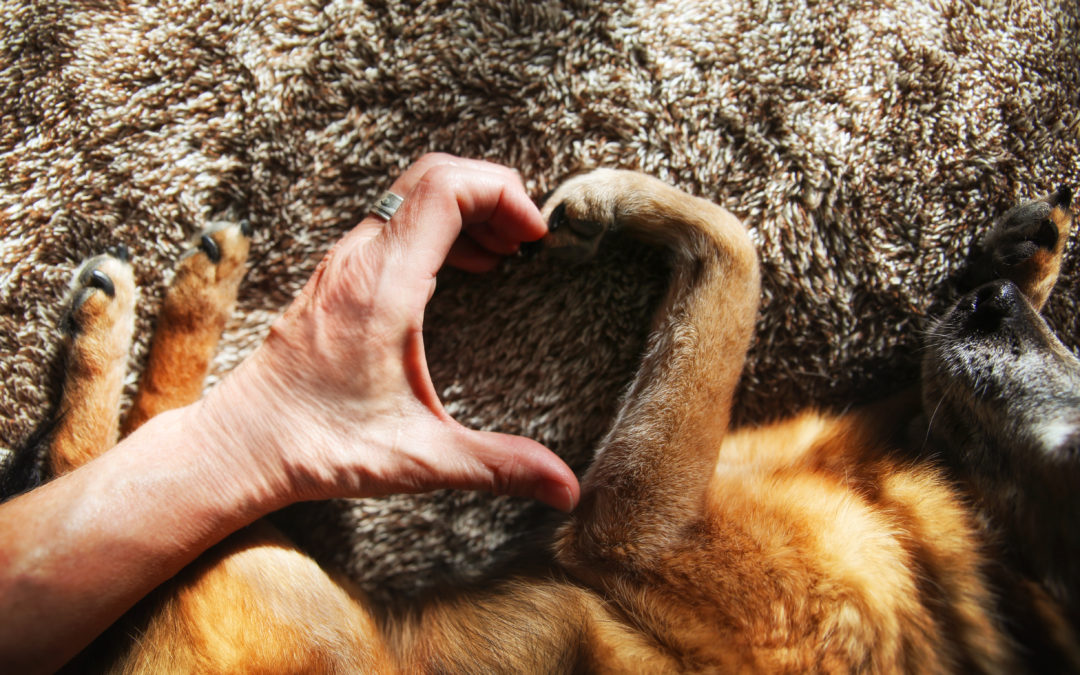 How Training Can Make You Love Your Dog Even More