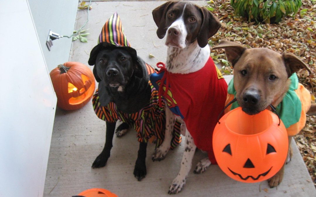 Is Your Dog Ready for Trick or Treaters?