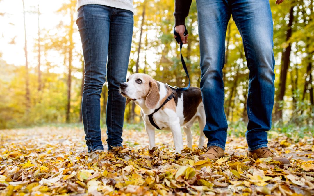 Check Out the Fall Colors With Your Dog