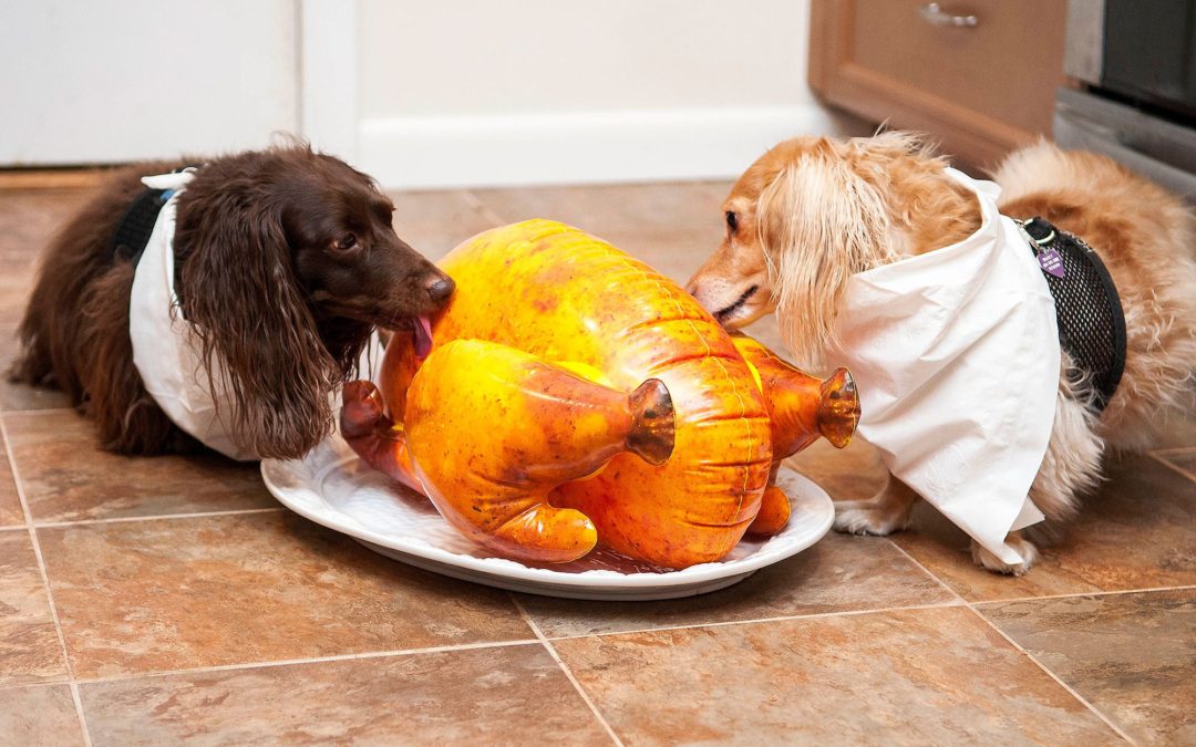 Give Your Dog a Thanksgiving Place