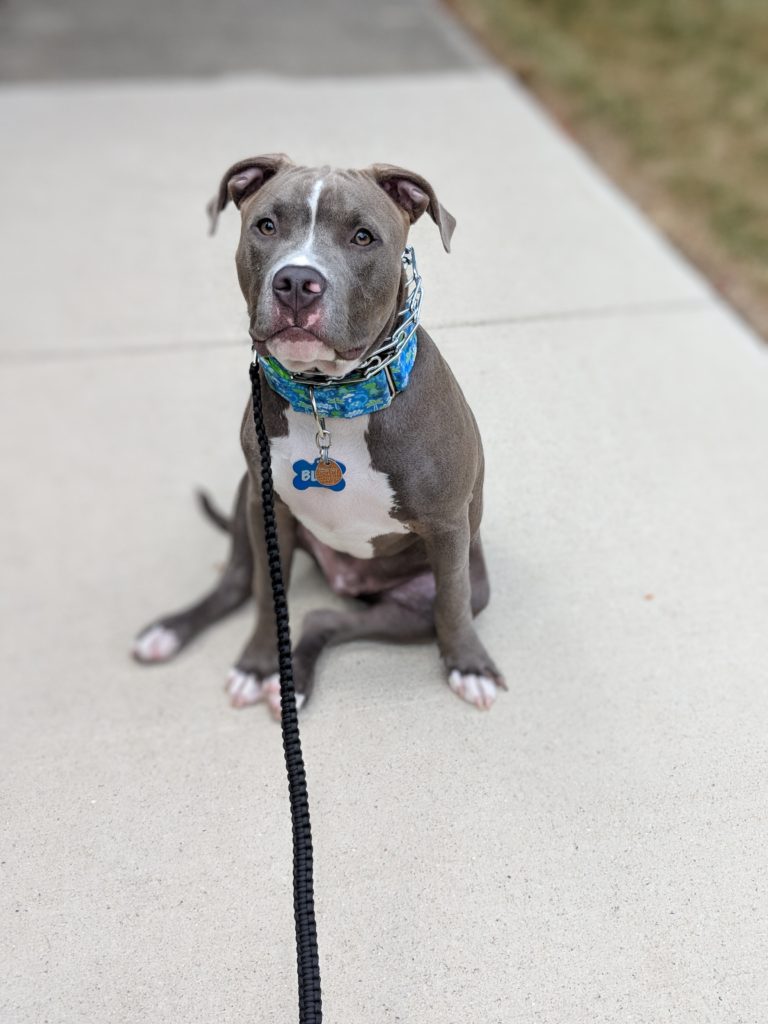 Client of the Month: Blue and Echo | Dog Training Now