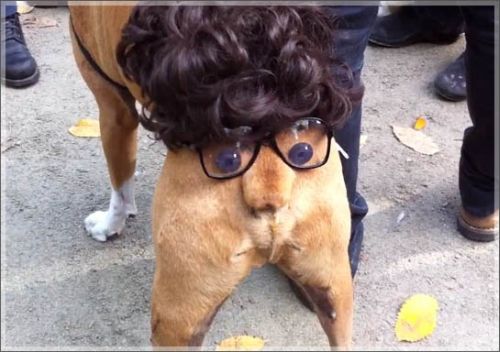 funniest funny dogs in costumes