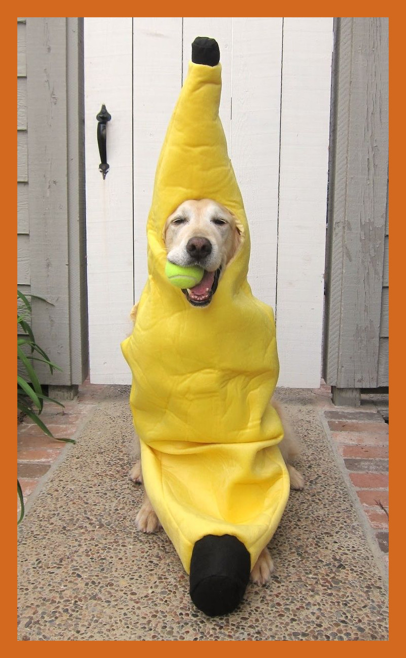 Dog Costumes Amazon Dog Costumes Amazon